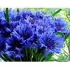 Seeds Blue Cornflower 200+ Seeds for Planting Bachelor’s Buttons Annual