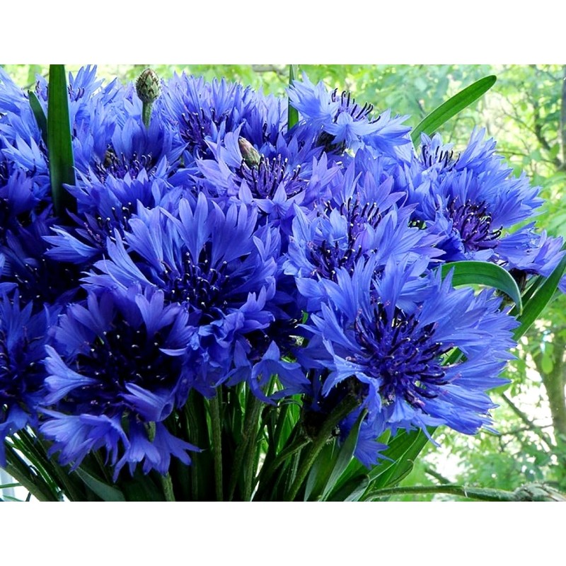 Seeds Blue Cornflower 200+ Seeds for Planting Bachelor’s Buttons Annual