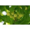 Shelled gingko fruit 1000 grams Grade A from Yunnan (中国白果银杏)