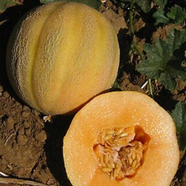 MySeeds.Co Minnesota Midget Melon (Cucumis melo) Vegeatable Seeds, Sweet and Flavorful - Trial Packet Size (2 Gram ~ 50 Seeds)