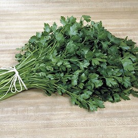 Park Seed Parsley Herbaceous Edible Plant Seed, Italian Plain Leaf, Pack of 1000 Seeds