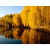 Santiam Nursery Golden weeping willow plant , perfect for bonsai