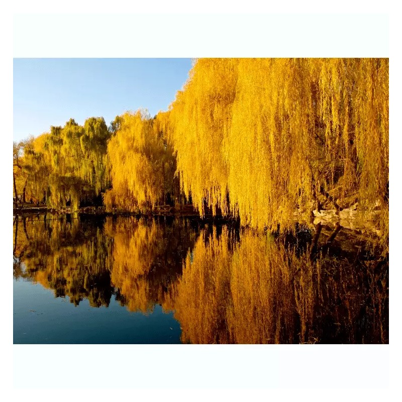 Santiam Nursery Golden weeping willow plant , perfect for bonsai