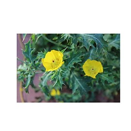 Mexican Poppy Seeds Hardy Annual Wildflower Attracts Butterflies Exotic Tropical Look Rare Plant Container-Standard Argemone Mexicana (50)