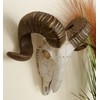 Deco 79 Polystone Sheep Home Wall Decor Skull Wall Sculpture,