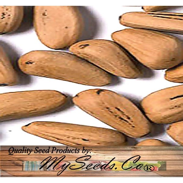 Pinus pinea (Italian Stone Pine) Tree Seeds, Edible Pine Nuts,