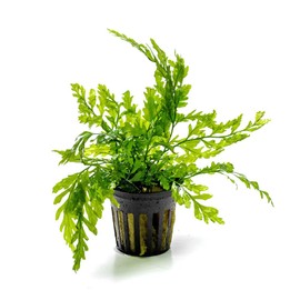 SubstrateSource Live Plants - African Water Fern (Bolbitis heudelotii) - Slow-Growing, Epiphytic Fern with Lacy Fronds for Background to Midground Aquascaping, Low-Light Freshwater Aquarium - Pot