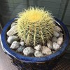 Golden Barrel Cactus (Echinocactus grusonii) - Large - Live Plant