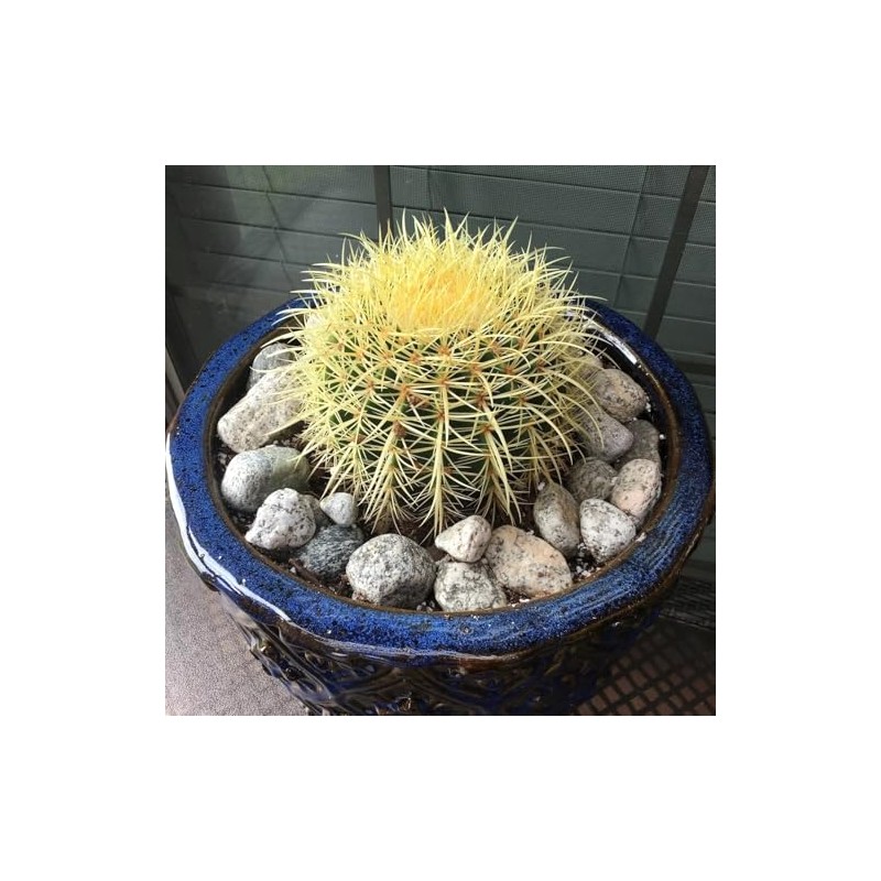 Golden Barrel Cactus (Echinocactus grusonii) - Large - Live Plant