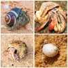15PCS Hermit Crab Shells | Natural Sea Conch Size 1.6"-3.2"