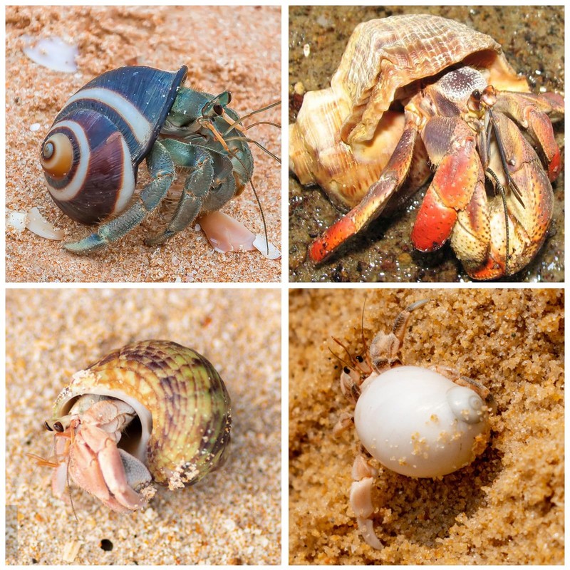 15PCS Hermit Crab Shells | Natural Sea Conch Size 1.6"-3.2"