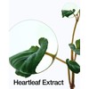 ANUA Heartleaf 77% Soothing Toner (500 ml)
