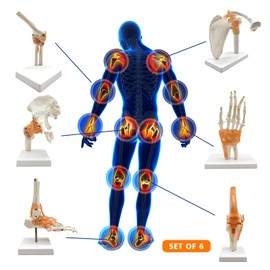 6 pcs/Set Anatomy Models Human Shoulder Elbow Hip Knee Hand Foot Joint Bone Models Human Joint Anatomy Model Science Models Human Body Six Major Joint Models Joint Series Model
