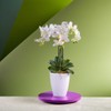 SANTINO Orchid Pot Diameter 12 cm Self-Watering Pot with Wick