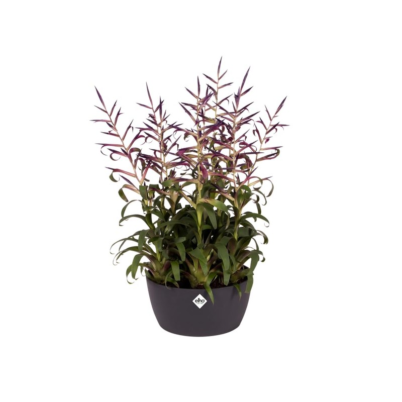elho Brussels Bowl 23 - Flower Pot for Indoor -