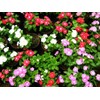 22Day Seeds: Seeds Periwinkle Madagascar Mix/Vinca Rosea/Perennial Flowers