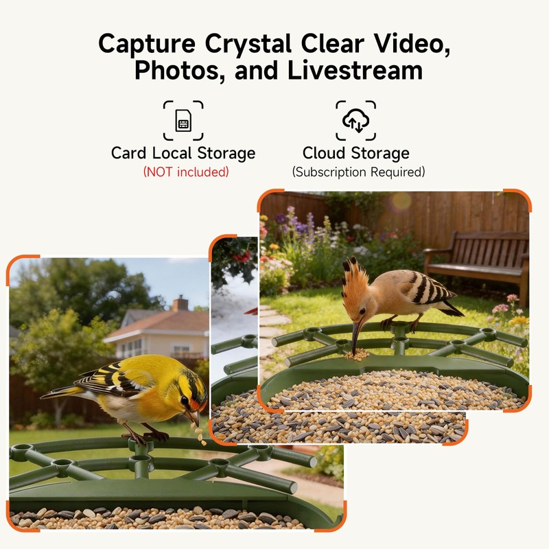 CINMOORE Smart Bird Feeder with Camera - Solar Powered, AI