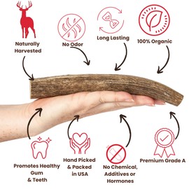 Best Chews Whole Elk Antlers for Dogs – Natural Dog Antler Chew USA Sourced Antlers for Dogs - Long Lasting Dog Antlers for Aggressive Chewers - Promotes Oral Health - Dog Elk Antlers