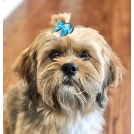 HipGirl Cute Puppy Supplies Dog Accessories for Small Dogs,Dog Hair Barrettes,Dog Hair Bows for Small Dogs,Pet Hair Accessories Hair Bows for Dogs,Pet Grooming Products-8ct 1" Mini Dog Hair Clips