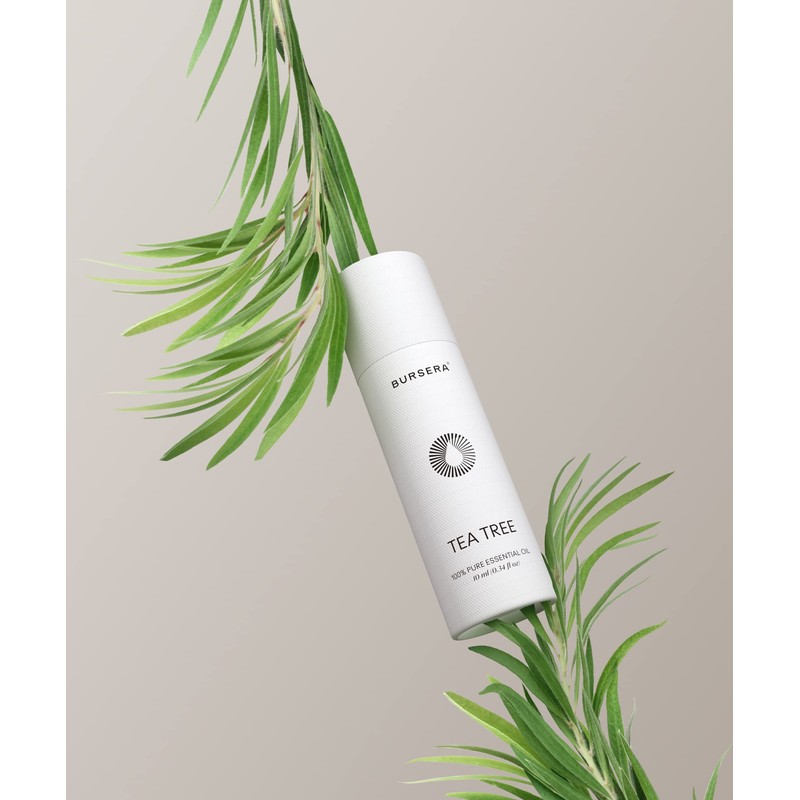 Bursera Tea Tree Essential Oil, Tree Planted with Every Order,
