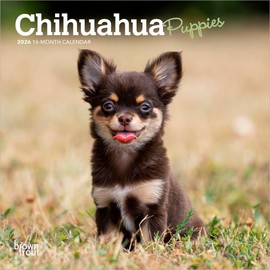 Chihuahua Puppies | 2026 7 x 14 Inch (Hanging) Monthly Mini Wall Calendar | BrownTrout | Animals Small Dog Breeds Puppy