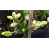 Silver Seedling Oriental Spruce - New Rare Almost Pure White