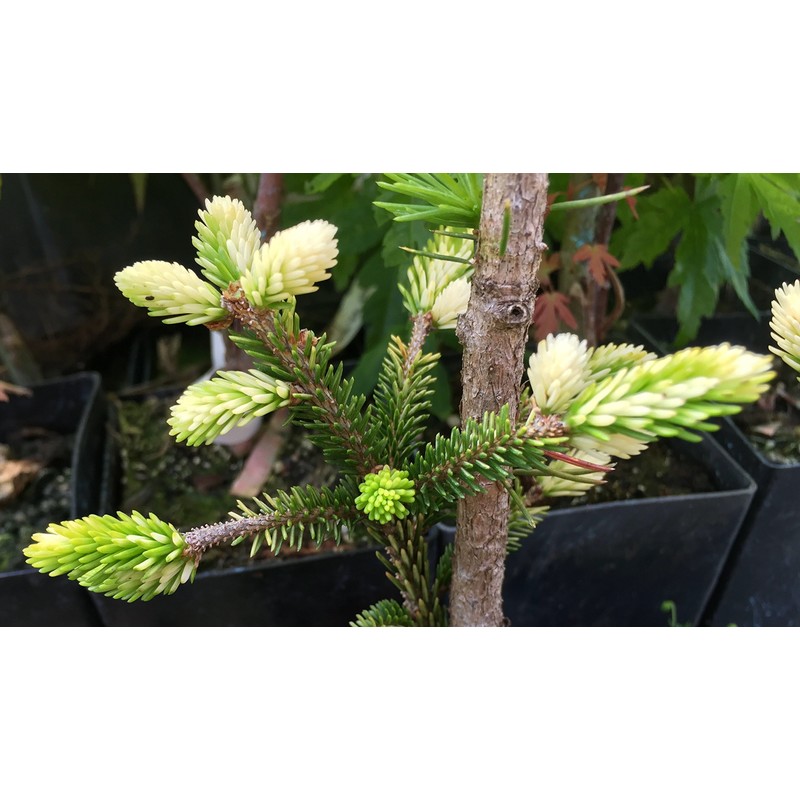 Silver Seedling Oriental Spruce - New Rare Almost Pure White