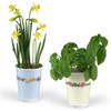 Flowers in Cup To Grow - Lucky Clover