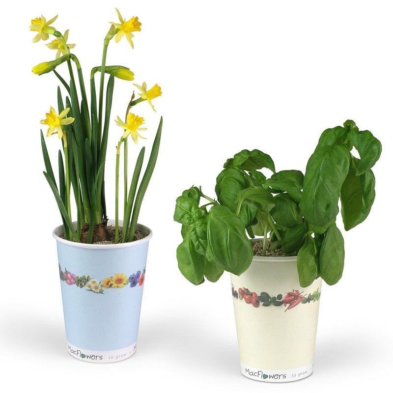 Flowers in Cup To Grow - Lucky Clover