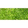 Link Centipede Grass Seeds starter pack 6000-8000 seeds