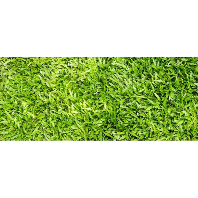 Link Centipede Grass Seeds starter pack 6000-8000 seeds