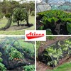 Aticca Heavy Duty Bird Netting for Garden Protection & Fruit