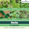 Herbs for Containers Seeds – 6 Varieties Separately Packed –