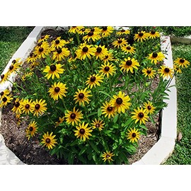 1000+ Black-Eyed Susan Rudbeckia Hirta Seeds Yellow Flower Gloriosa Daisy Grown in The USA!