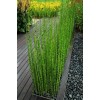 15 x Horsetail Reed Bamboo Looking Zen Garden & Pond