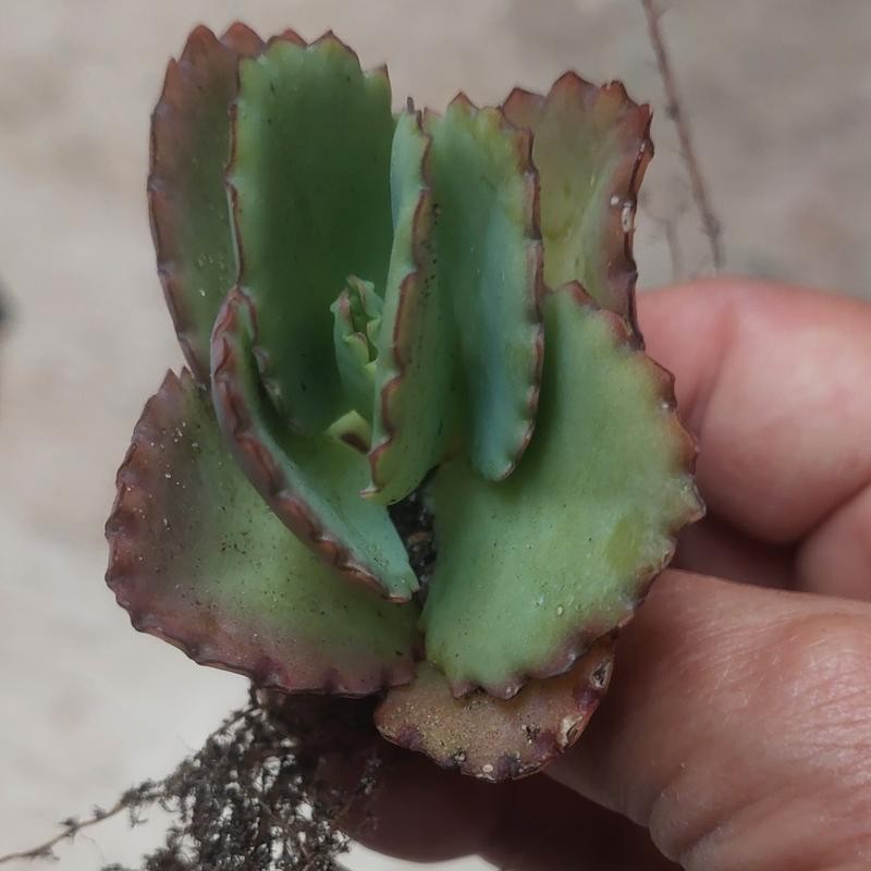 Mother of Thousand Kalanchoe Daigremontiana Mexican Hat Plant