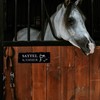 Saddle Chamber Door Sign Slate Engraved Horses Saddle Stable Board
