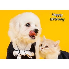 Bichon Frise Dog Birthday Greeting Card
