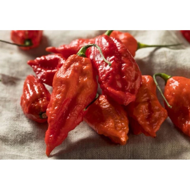 Fresh 25 Newly Harvested Super-Hot Bhut Jolokia Red Premium Ghost
