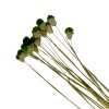 Bergamo Art Bundle of 4 Dried Gomphrena Globosa 22-24" long