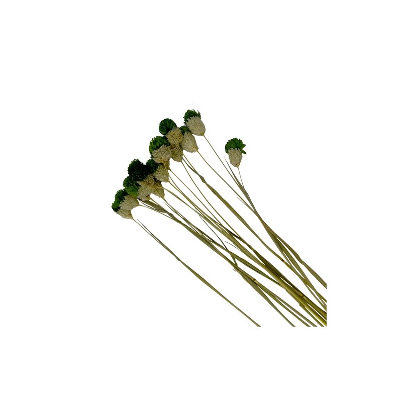 Bergamo Art Bundle of 4 Dried Gomphrena Globosa 22-24" long