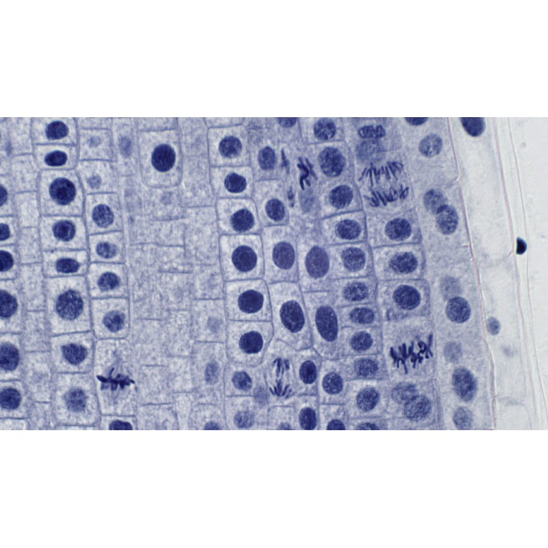 Bresser Microscope High Quality Prepared Slides - White (Pack of