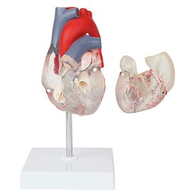 Axis Scientific Heart Model, Transparent 2-Part Deluxe Life Size Human Heart Replica, Held Together with Magnets, Includes Mounted Display Base, and 3 Year Warranty