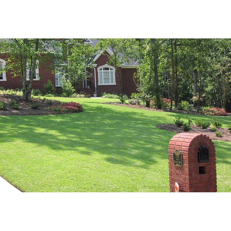 Tifblair Centipede Grass Seed (Certified) - Select Your Size -