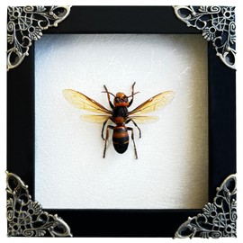 VINADECOR Real Wasp Murder Hornet Beetle Handmade White Wooden Frame Shadow Box Taxidermy Specimen Display Wall Art Hanging Decoration Artwork Home Décor K12-54-TR