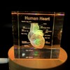3D Human Heart with Labels Anatomical Model Paperweight(Laser Etched) in