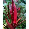 Frontier Seeds NON-GMO Red Burgundy Okra seeds Heirloom Open Pollinated