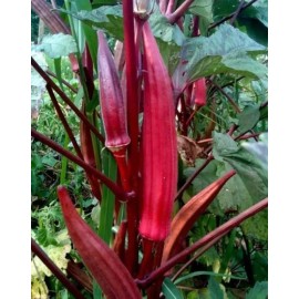 Frontier Seeds NON-GMO Red Burgundy Okra seeds Heirloom Open Pollinated Delicious