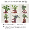 Ficus Microcarpa Ceramic Potted Plant (White)