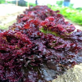 Leaf Lettuce Garden Seeds - Ruby Red - 1 Lbs ~400,000 Seeds - Non-GMO, Heirloom Vegetable Gardening & Salad Greens Microgreens Seed